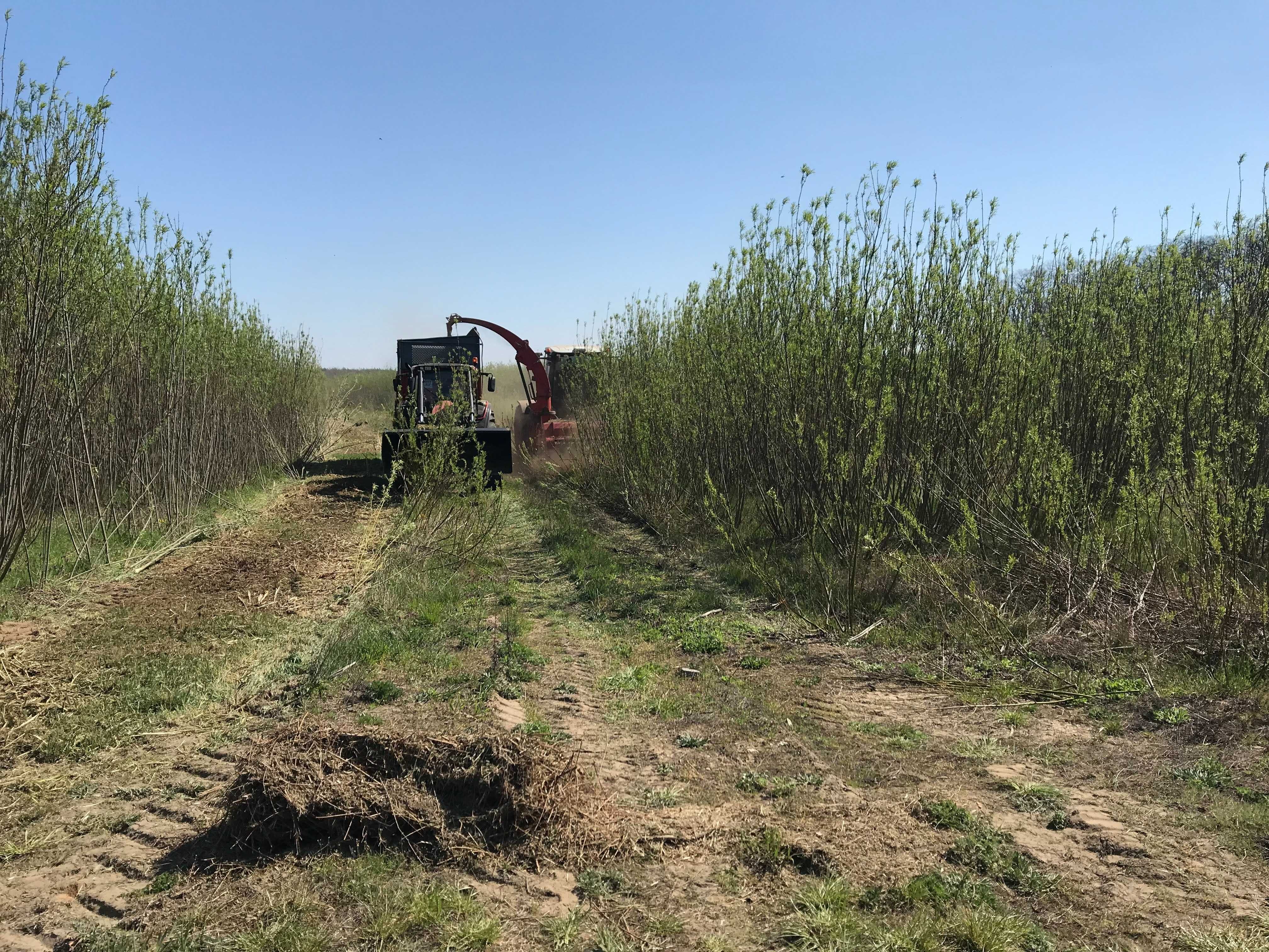 Oczyszczanie nieużytków, wycinka i likwidacja sadów, wierzba