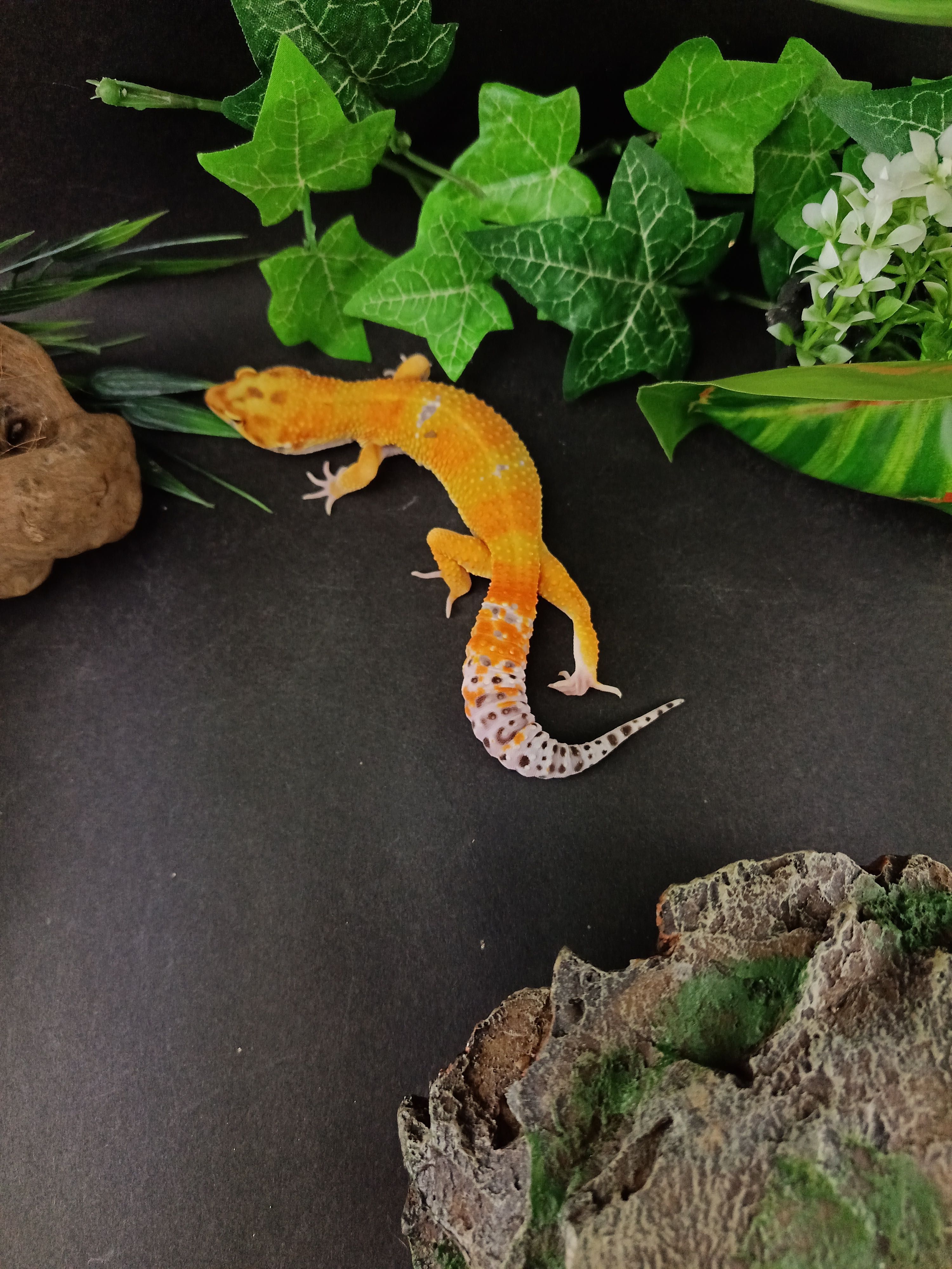 Gekon Lamparci Tangerine  nr ref. EM445