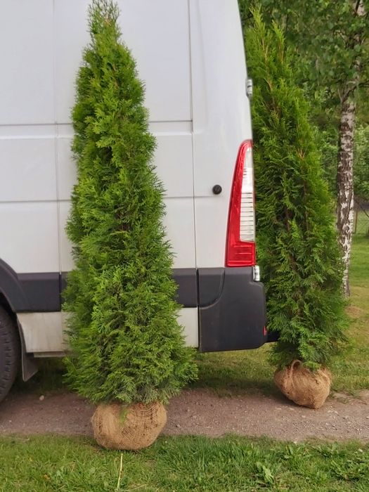 Tuja szmaragd 200-210cm