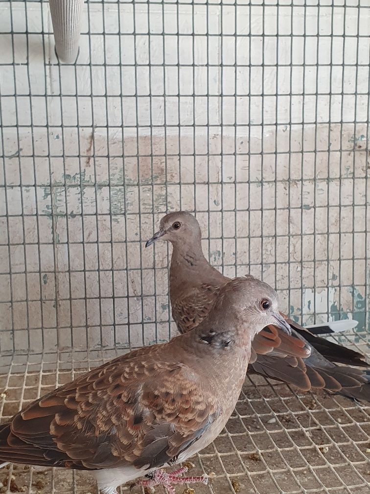 Casal de rolas Streptopelia turtur , preço casal