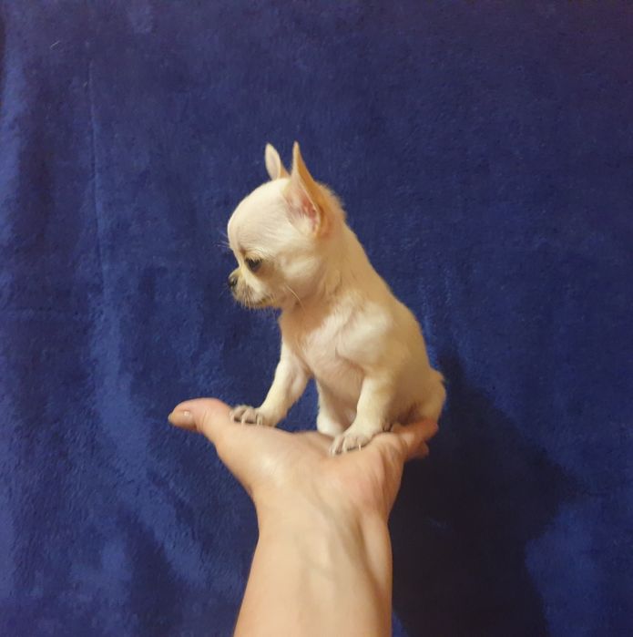 Приглашаем на вязку мини чихуахуа