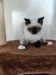 Sprzedam kota rasy Ragdoll