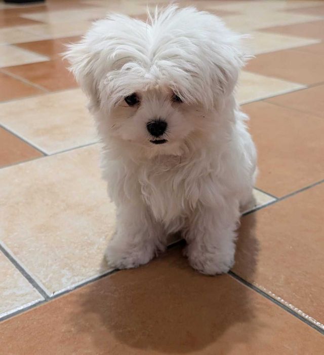 Maltańczyk miniaturka