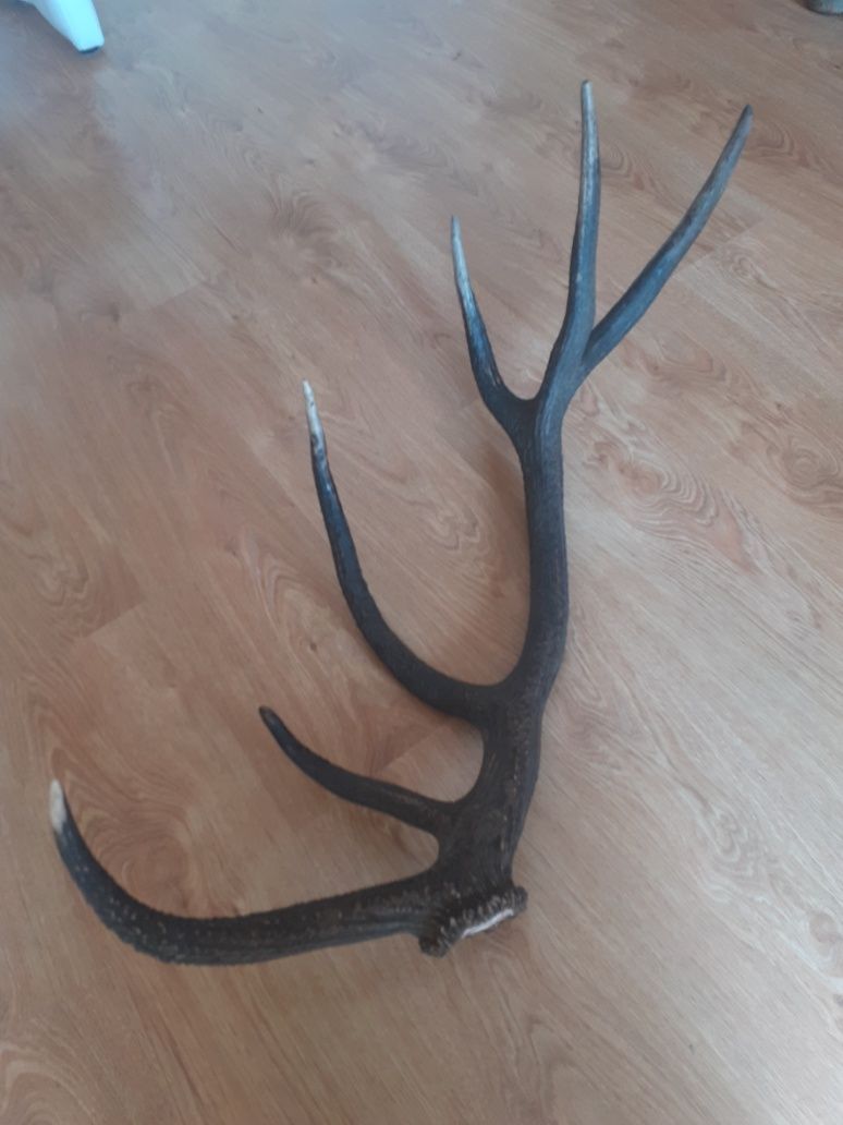 Świeża tyka jelenia 12-stak poroże 2.6kg