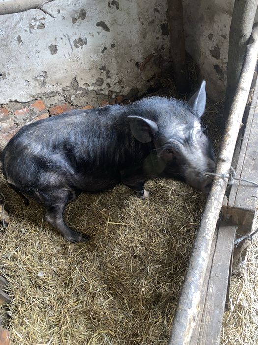 В'єтнамська вислобрюха свиня