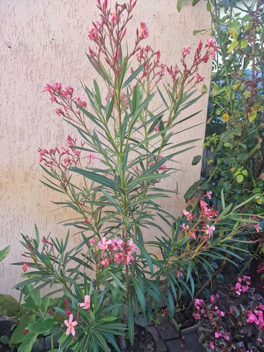 Олеандр 5 річний