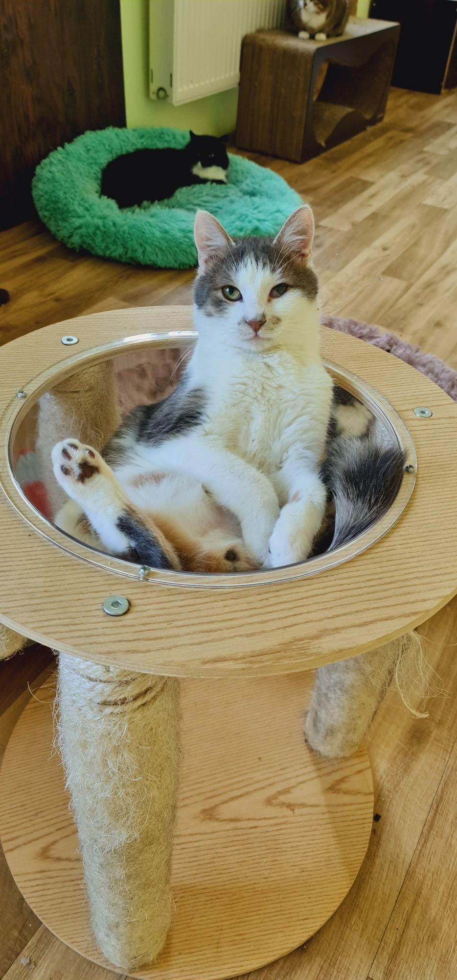 Котик Скіф шукає дім