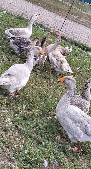 Продам Гуси і утки