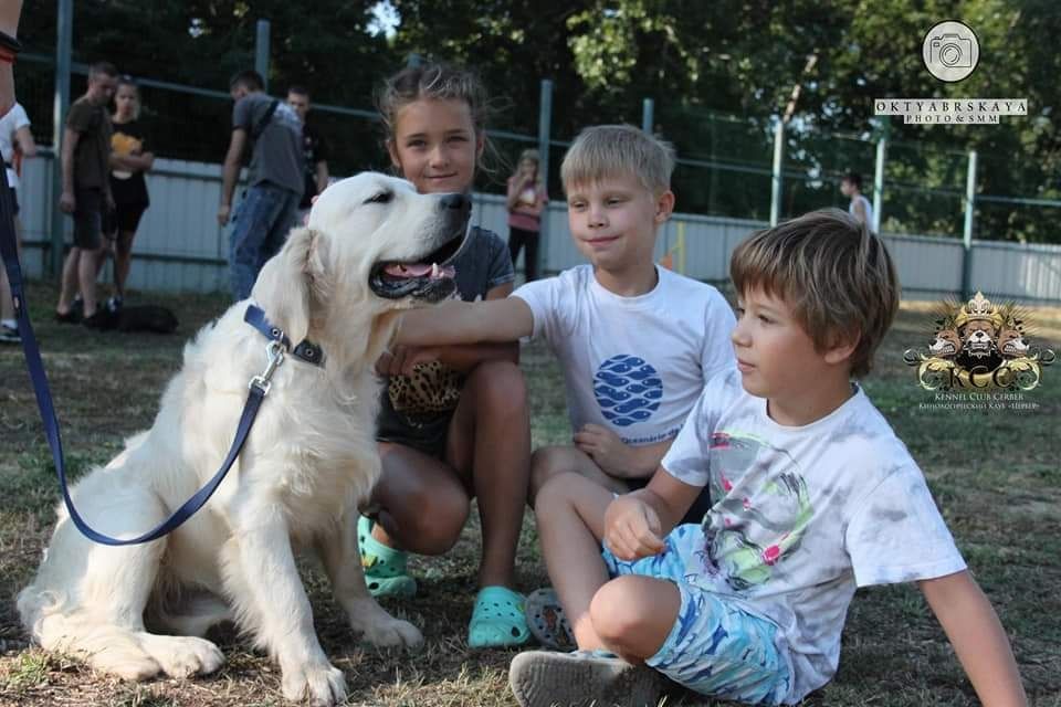 Дрессировка собак Одесса, Черноморск и Одесская область