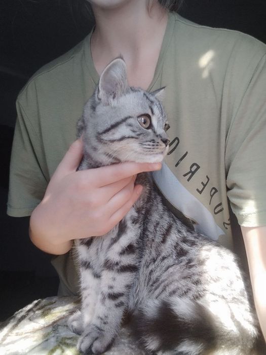 Чистокровний шотландський котик