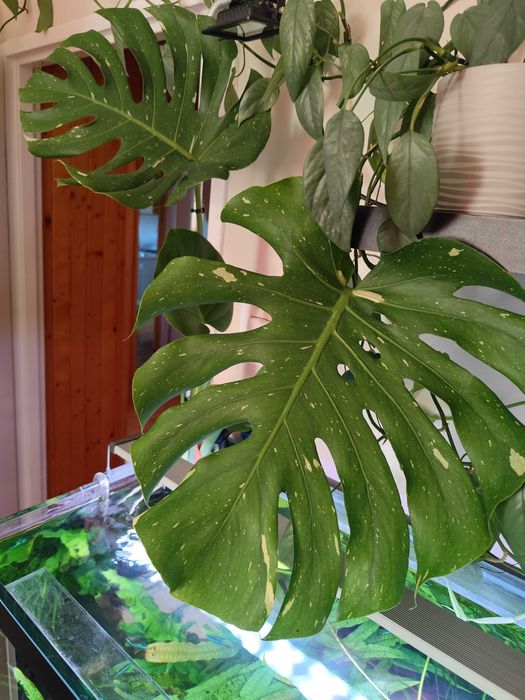 Monstera thai costeliaton