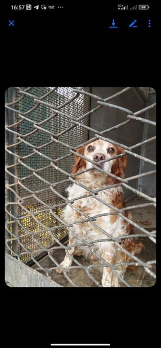 Песик в добрі руки