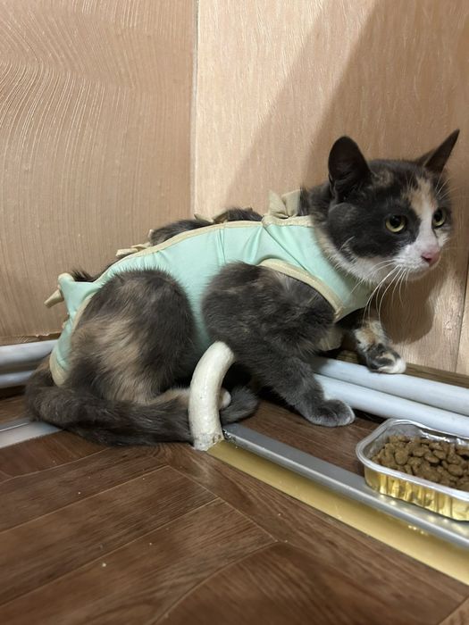 Кішечка молода стерилізована.