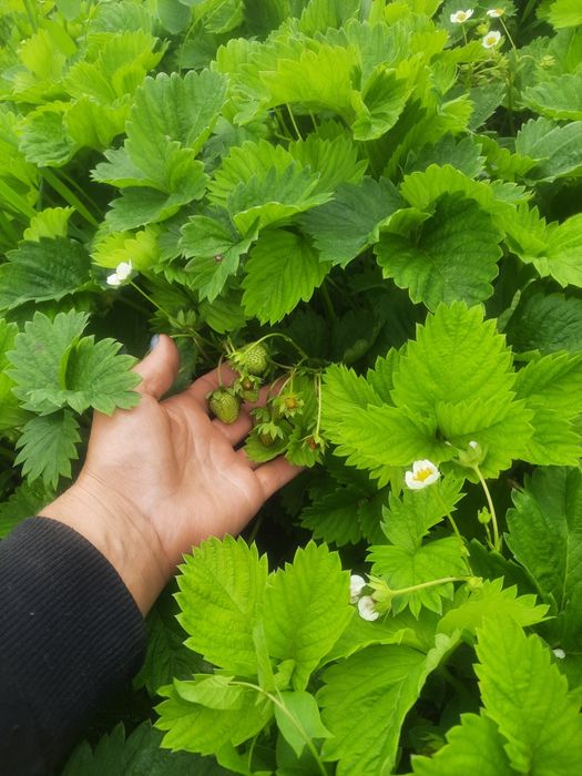 Саджанці полуницi, дозрівання середнє, клубника, дуже смачна та солодк