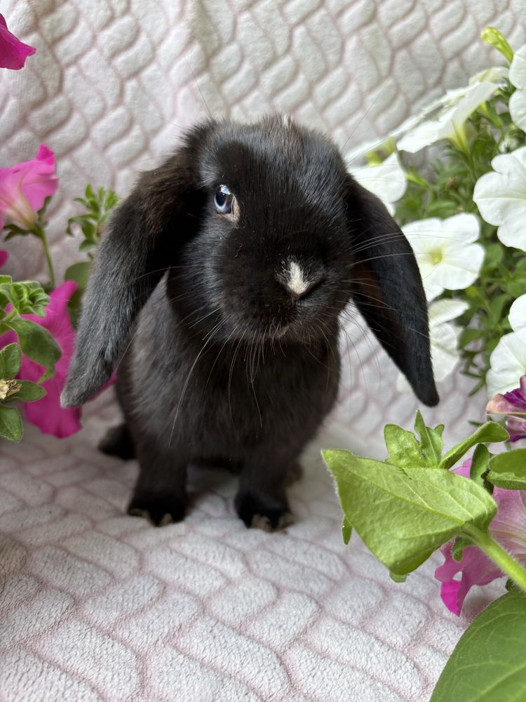 Karzełek Teddy , królik miniaturka , mini lop