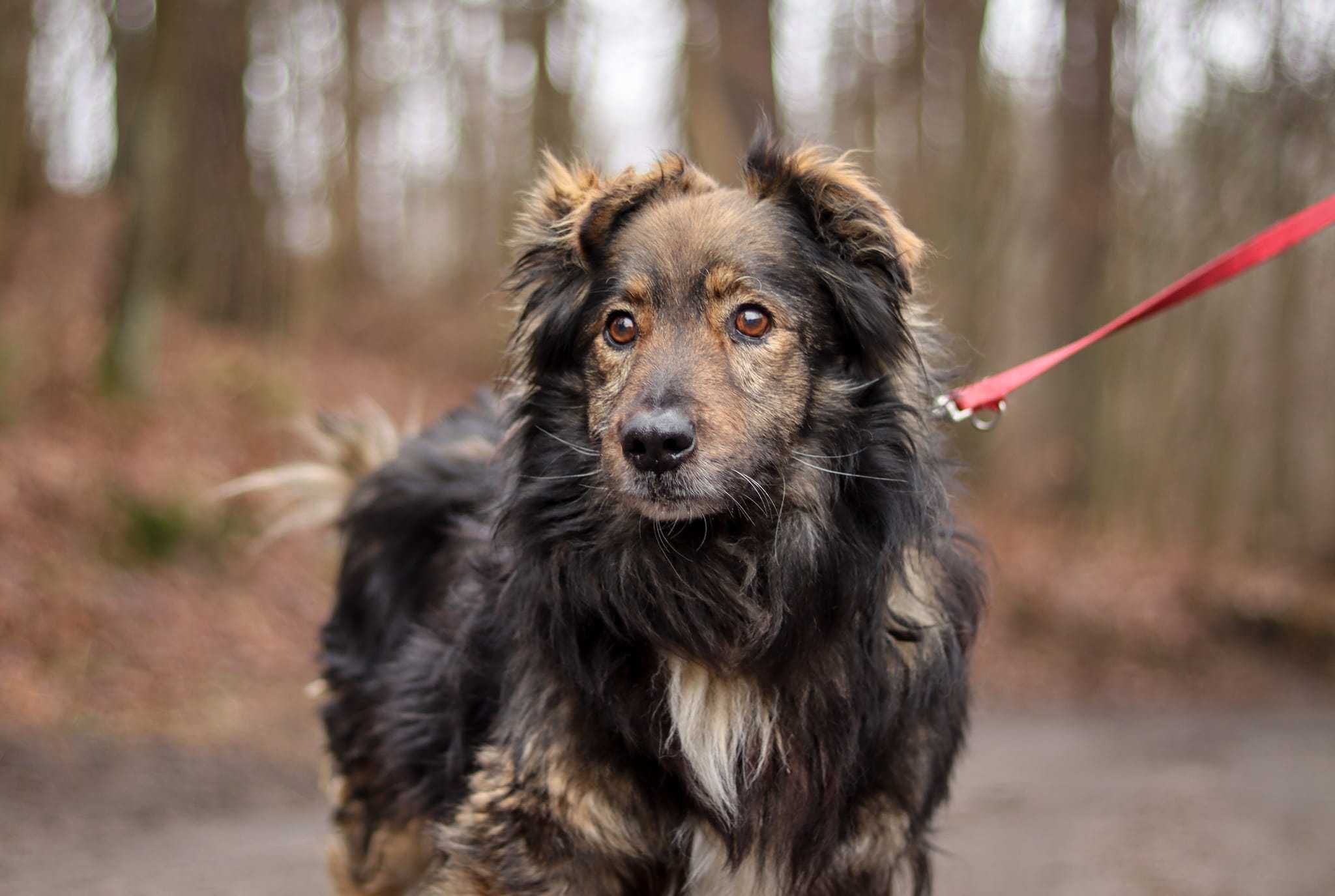 Piękny, puchaty miś, bardzo grzeczny, spokojny do adopcji