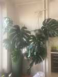 Monstera olbrzymia