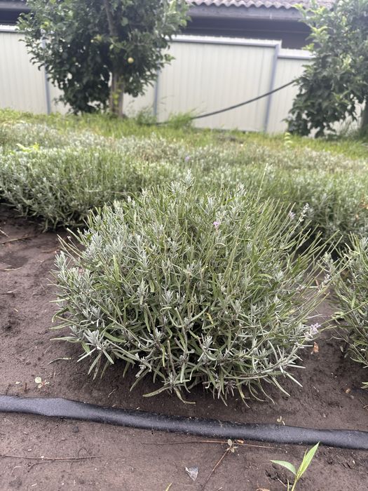 Продається Лаванда Королівська