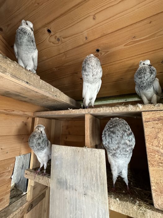 Gołębie garłacze ,pocztowe