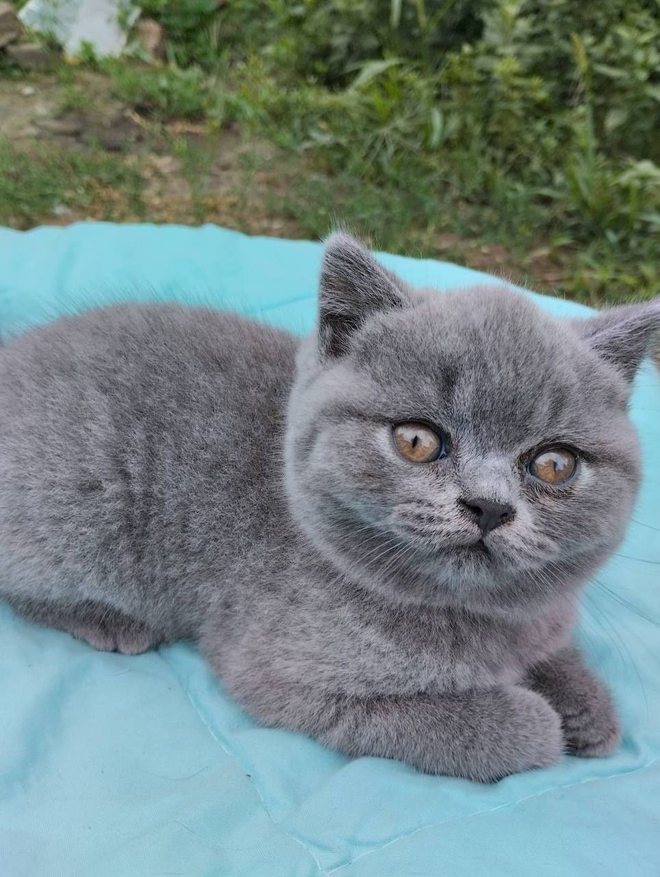 Британский котенок