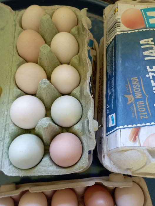 Sprzedam jajka wiejskie.