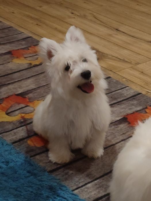 West highland white terier,west suczka