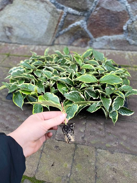 Смарагд Тедді Голандія Колумнарис Тис Хіксі Баката Стрікта Рейнгольд