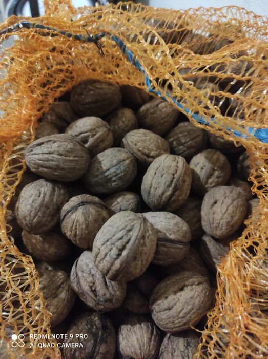 Orzechy włoskie 2025