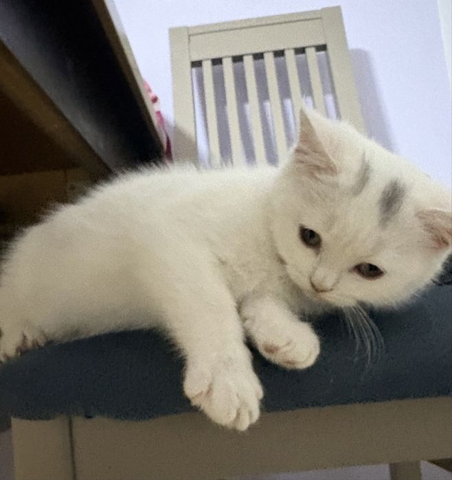 Długowłosa przytulaśna kotka szuka nowego domku :)