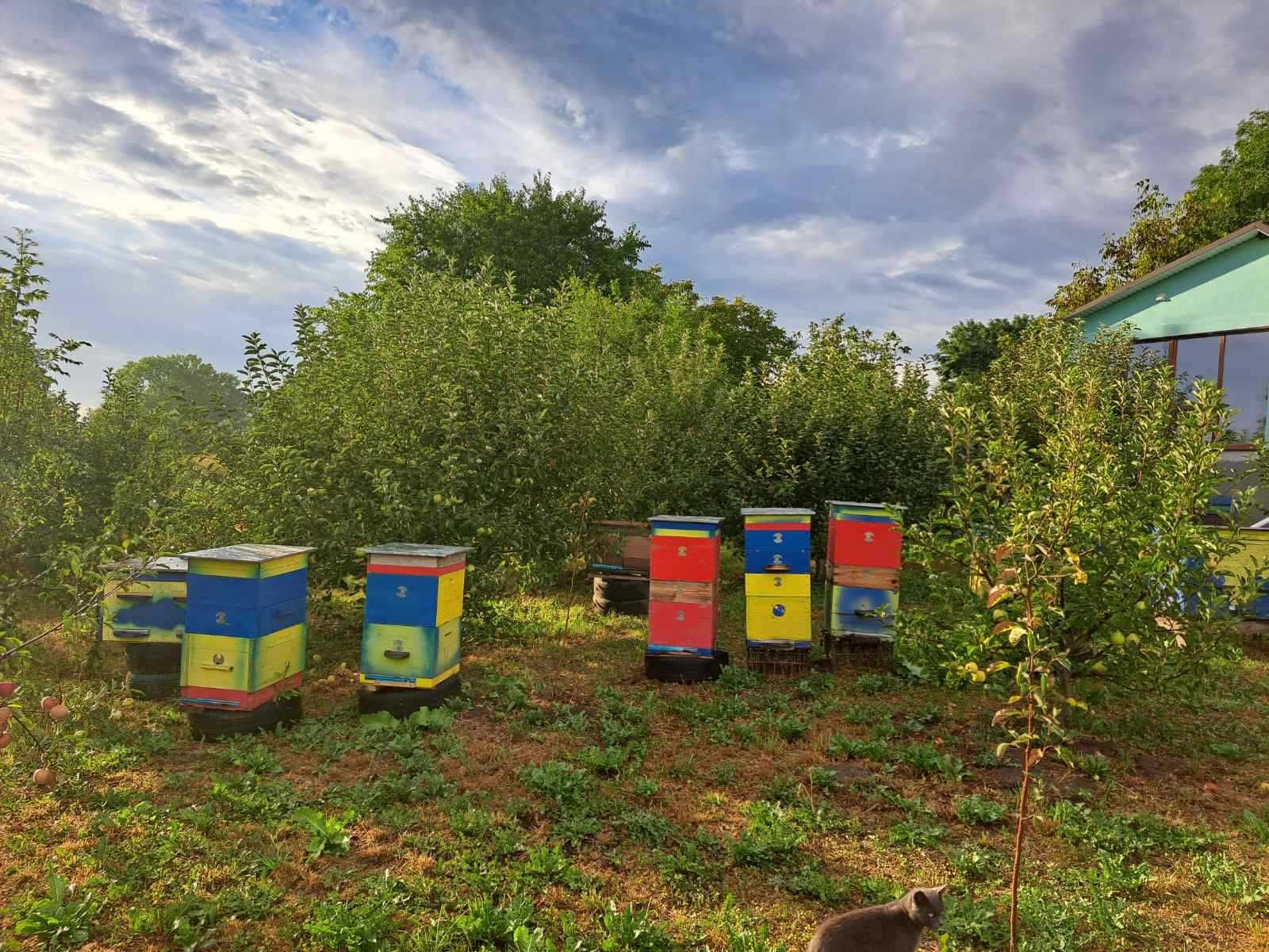 Вулики із бжолами, бжолопакети