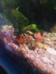 Rośliny akwariowe Microsorum pteropus tropica, kryptokoryna niska