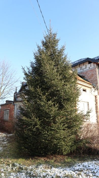 Ялинка 10 метрів елка ель гілки ялинки для декору