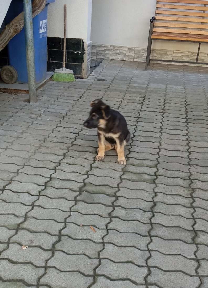 Продаються цуценята німецької вівчарки