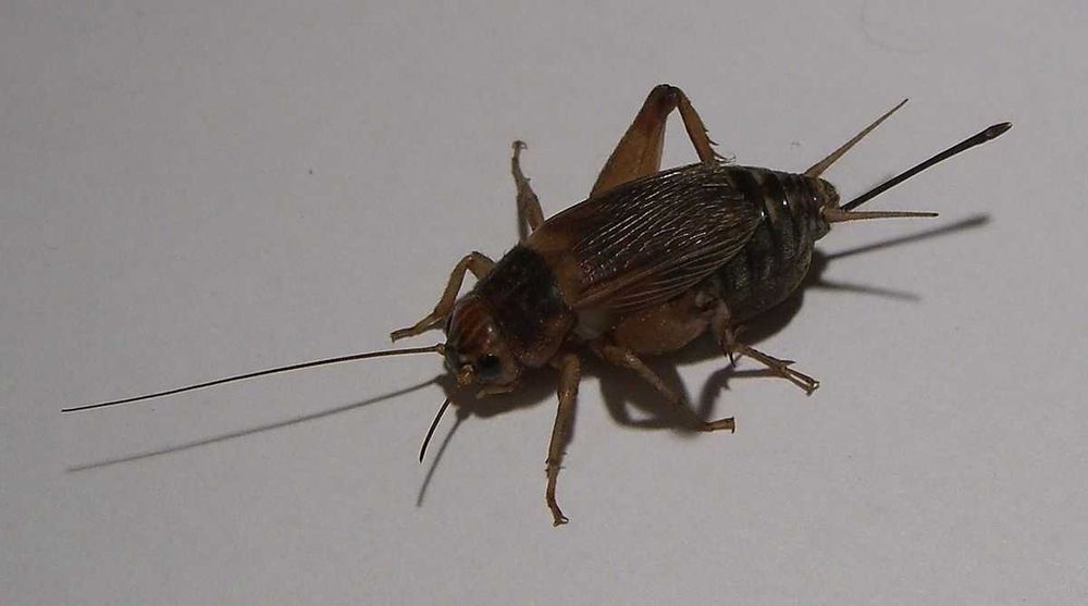 Świerszcze Tina Zoo Gliwice Jasna