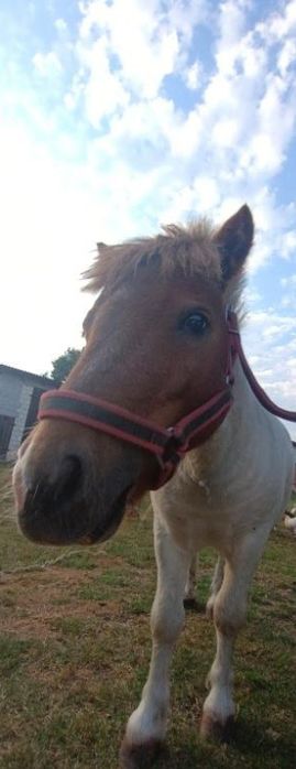 Sprzedam pięknego 2 letniego ogierka kucyka