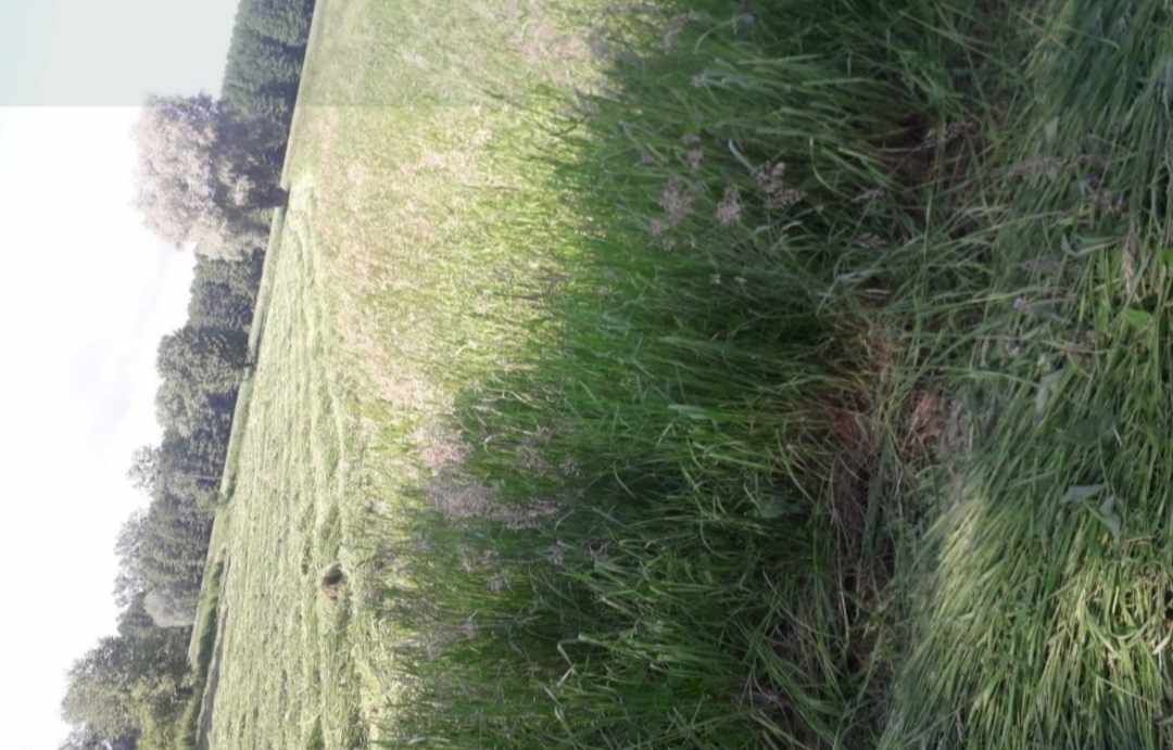 Sprzedam siano (bale 130)