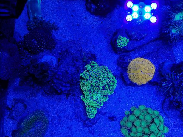 Goniopora super fluo Australia szczepki koralowce akwarium morskie