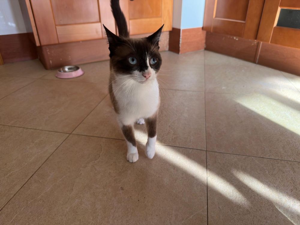 Gato para Adoção Responsável