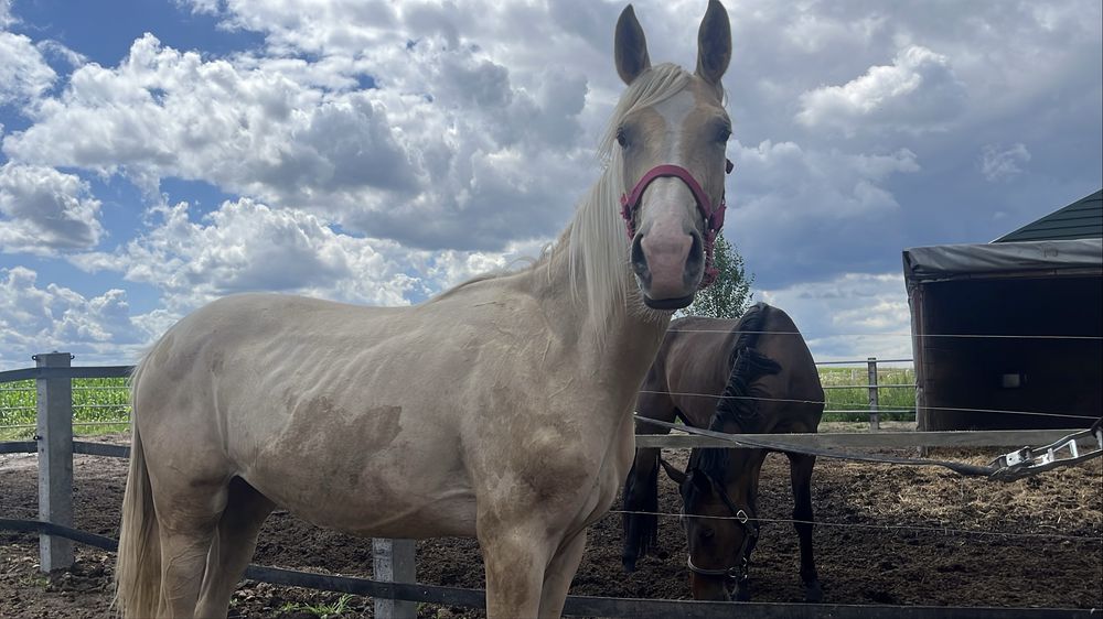 Izabelowata klacz na sprzedaż