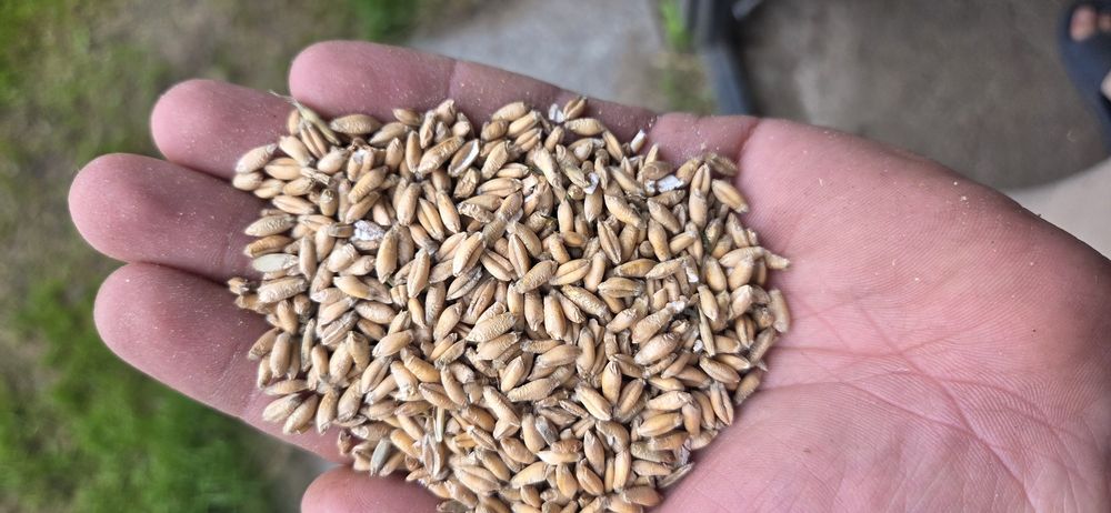 Sprzedam zboże żyto pszenżyto