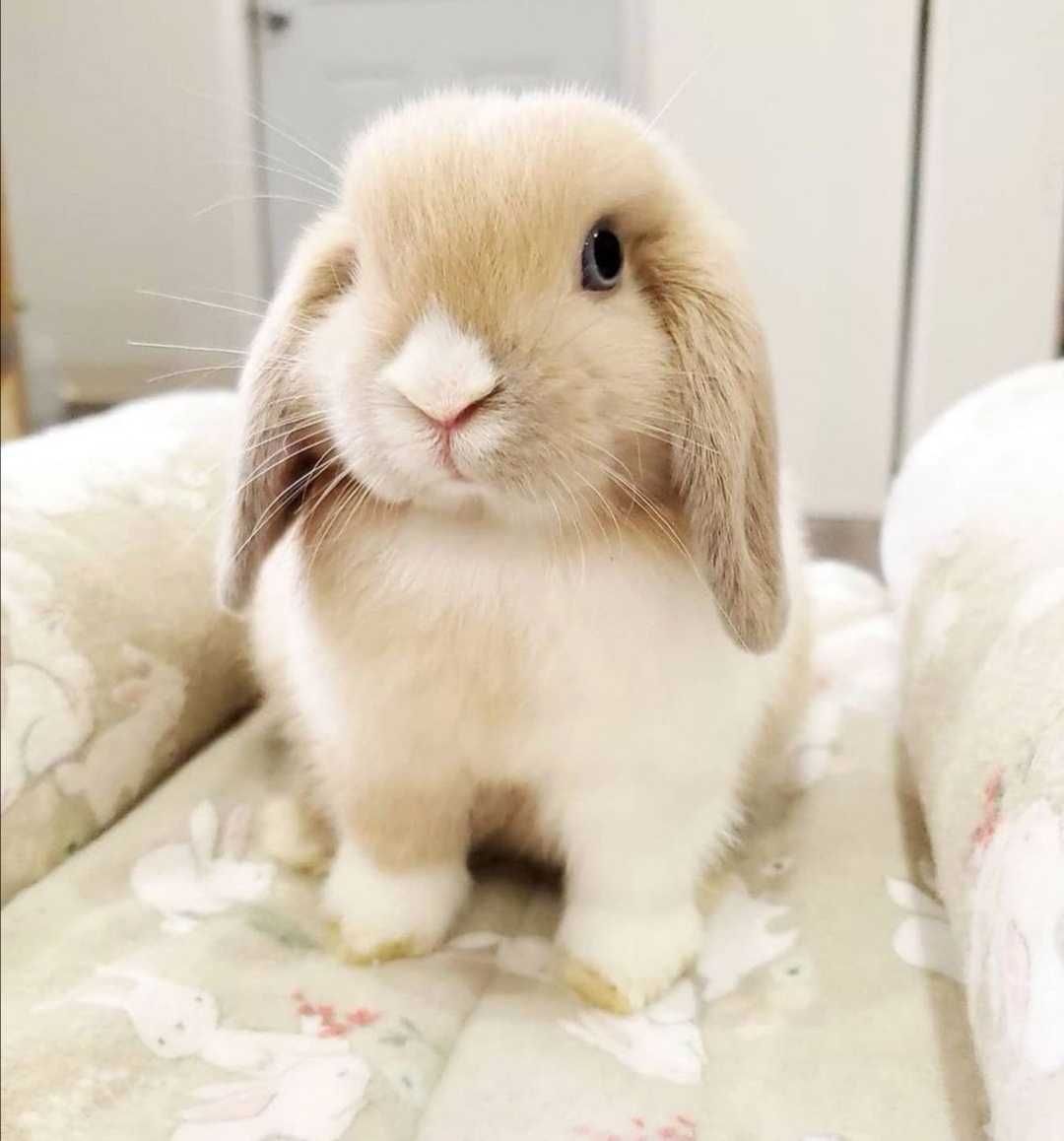 KIT Coelhos anões mini lop, orelhudos lindíssimos e muito dóceis