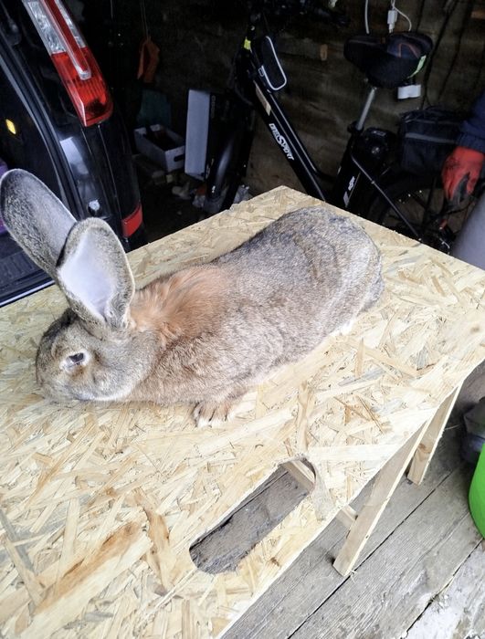 Samiec królika belgijskiego szarego