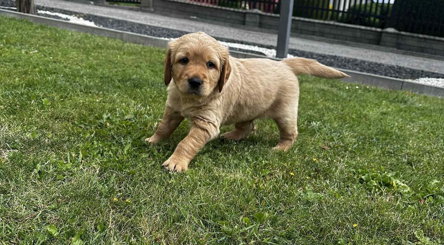 Pies Golden Retriever
