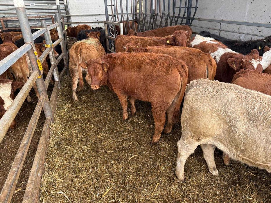 Jałowki limousine i mieszance