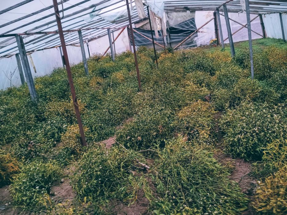 Jemioła  duże ilości