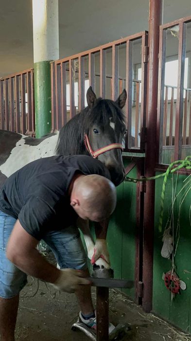 Sprzedam ogiera hucuła