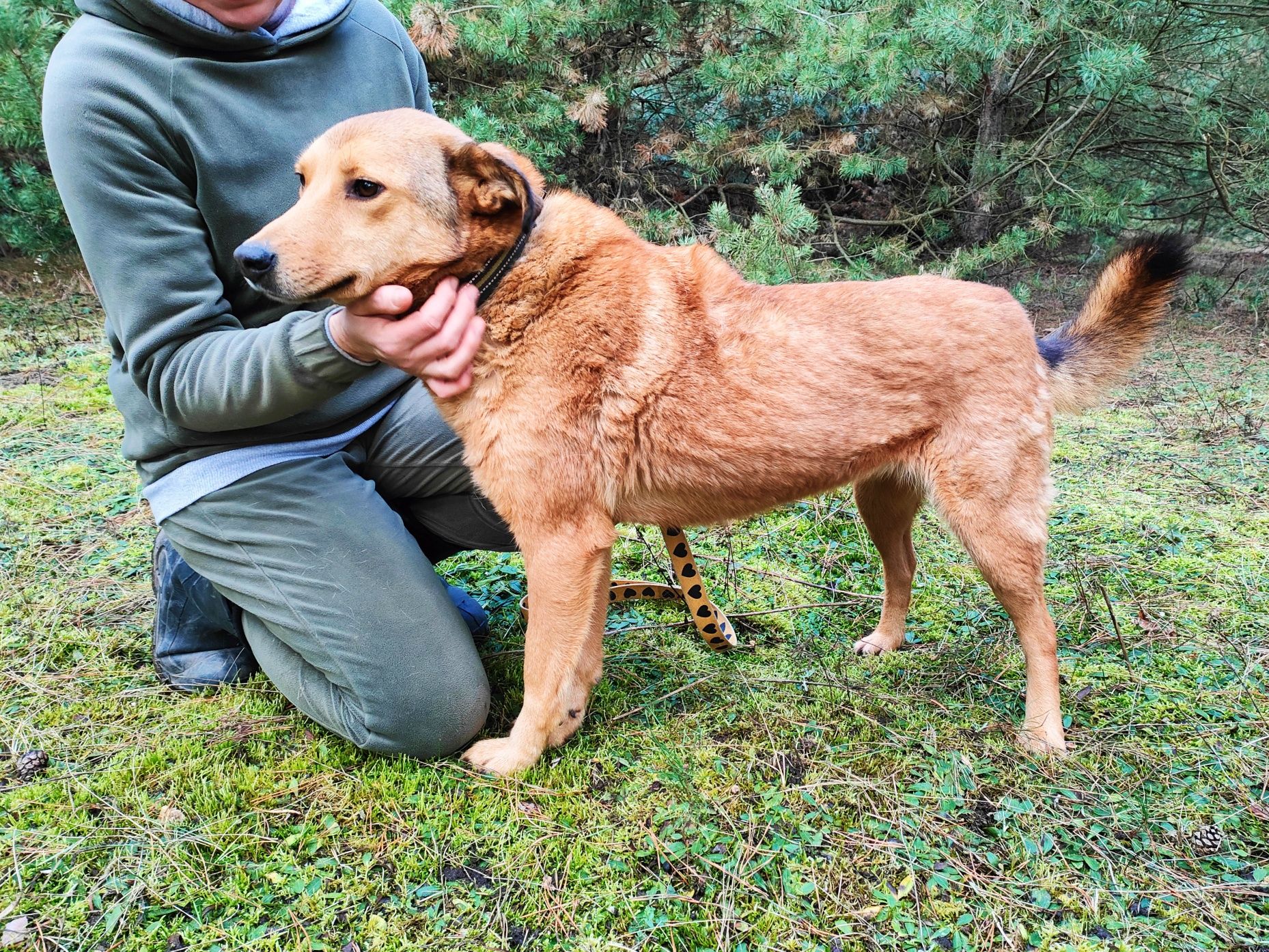 Spokojna, ruda Lara szuka domu