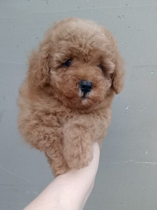 Незрівнянні красунечки