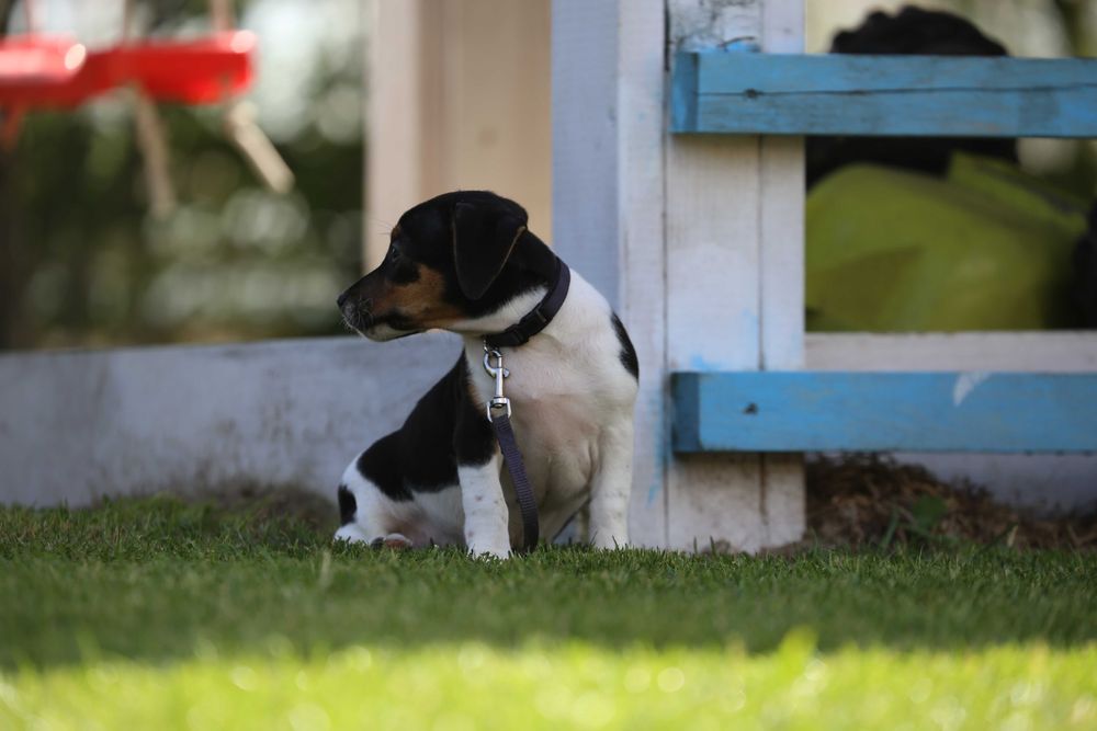 Jack Russel Terrier szczeniak