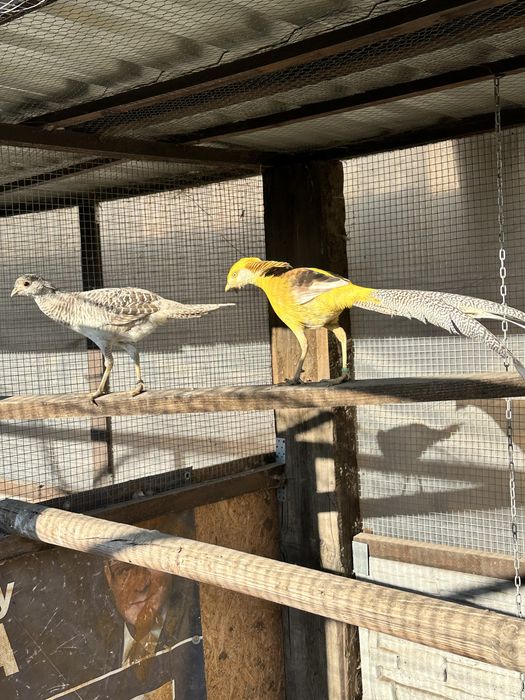 Sprzedam bazanty bananowe 2025r